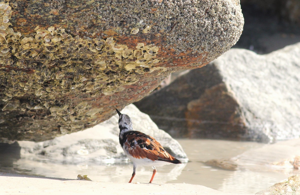 Ruddy Turnstone - ML634415586