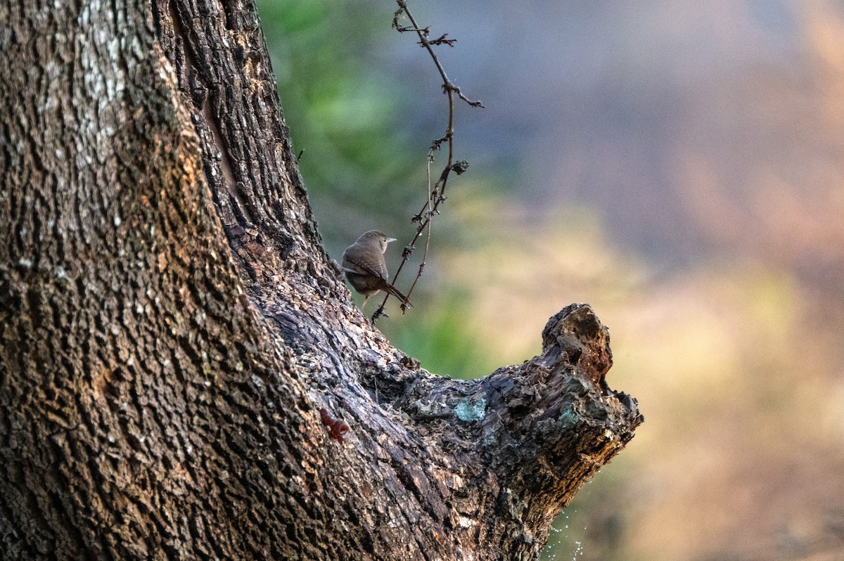 Southern House Wren - ML634415589