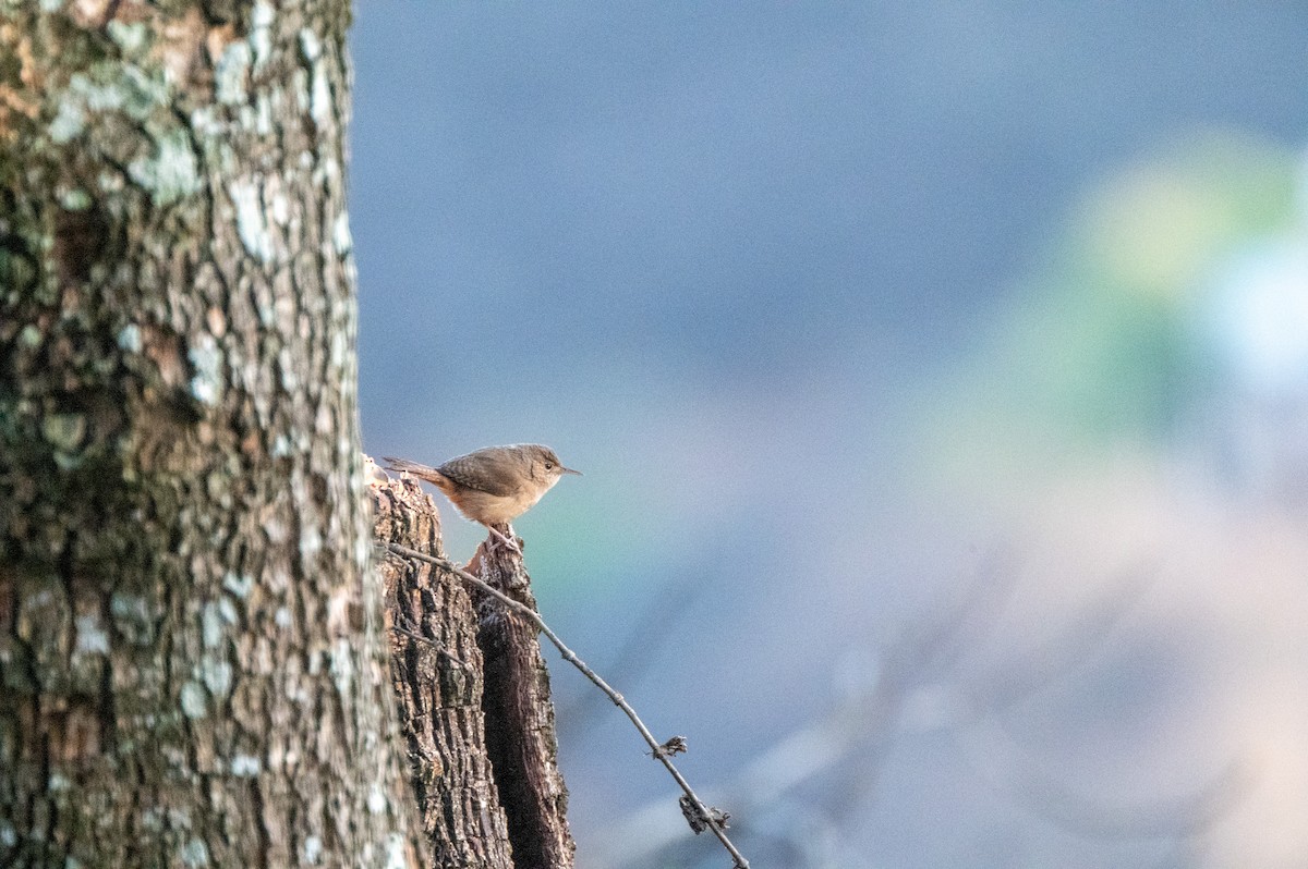 Southern House Wren - ML634415595