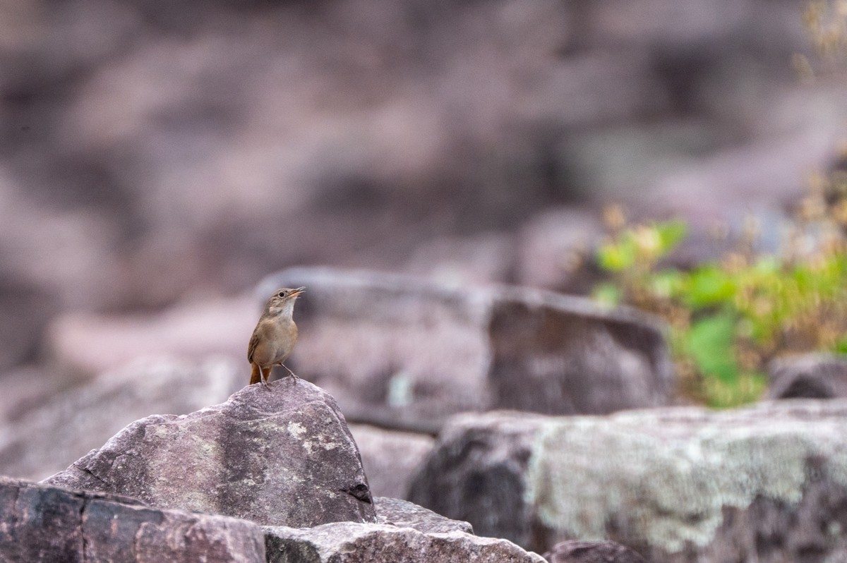Southern House Wren - ML634415647