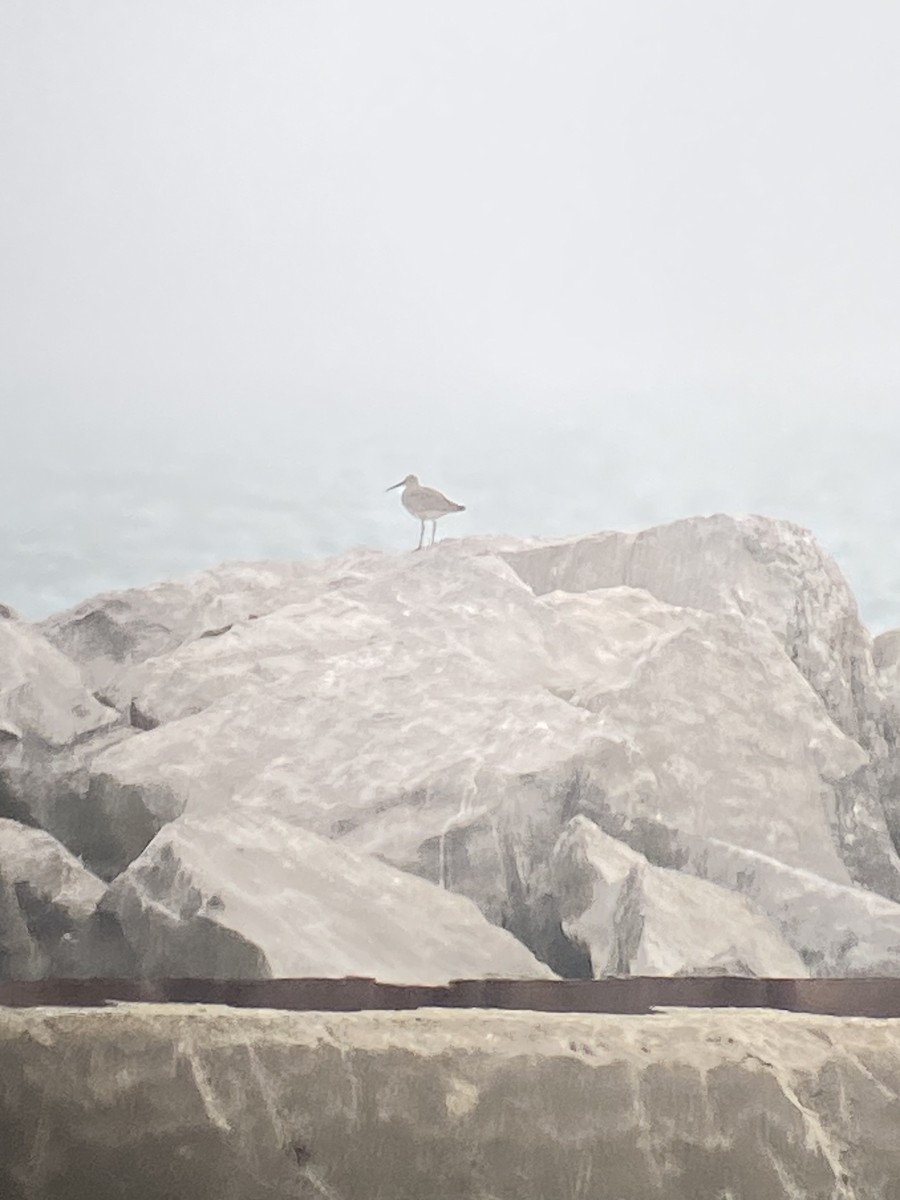 Willet - ML634415651