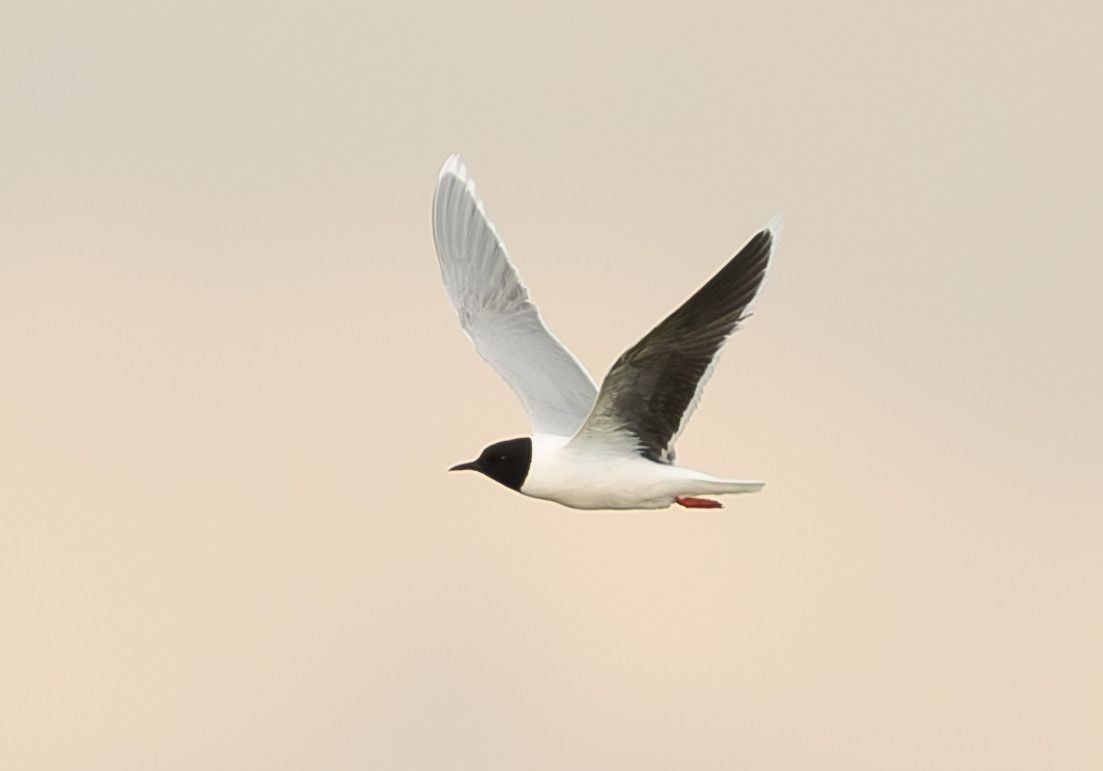 Little Gull - ML634415673