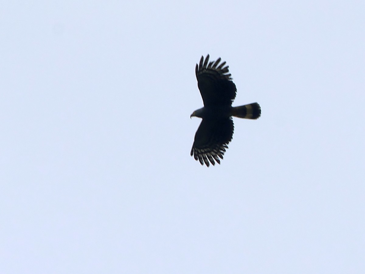 Hook-billed Kite (Hook-billed) - ML634415726