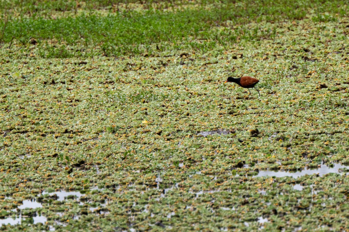 Wattled Jacana - ML634415848