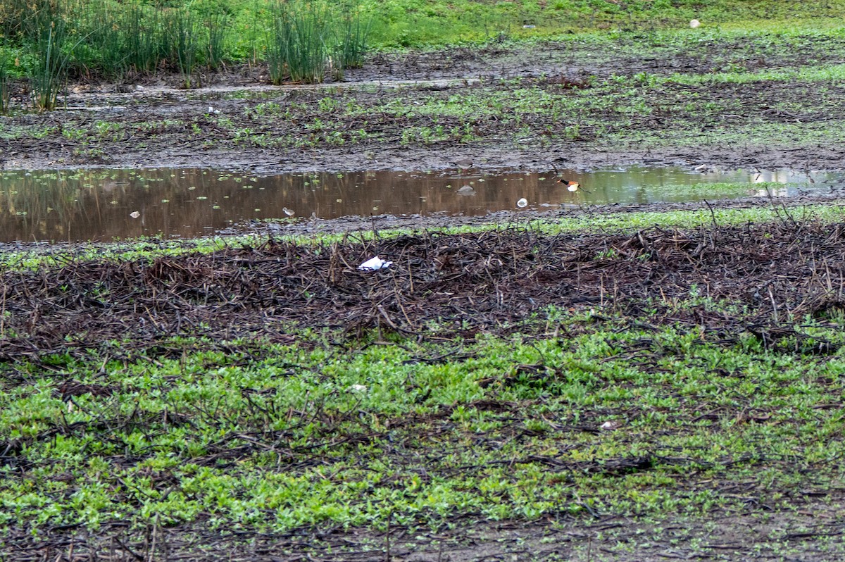 Wattled Jacana - ML634415849
