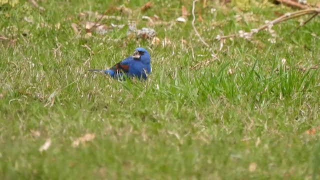 Blue Grosbeak - ML634415925