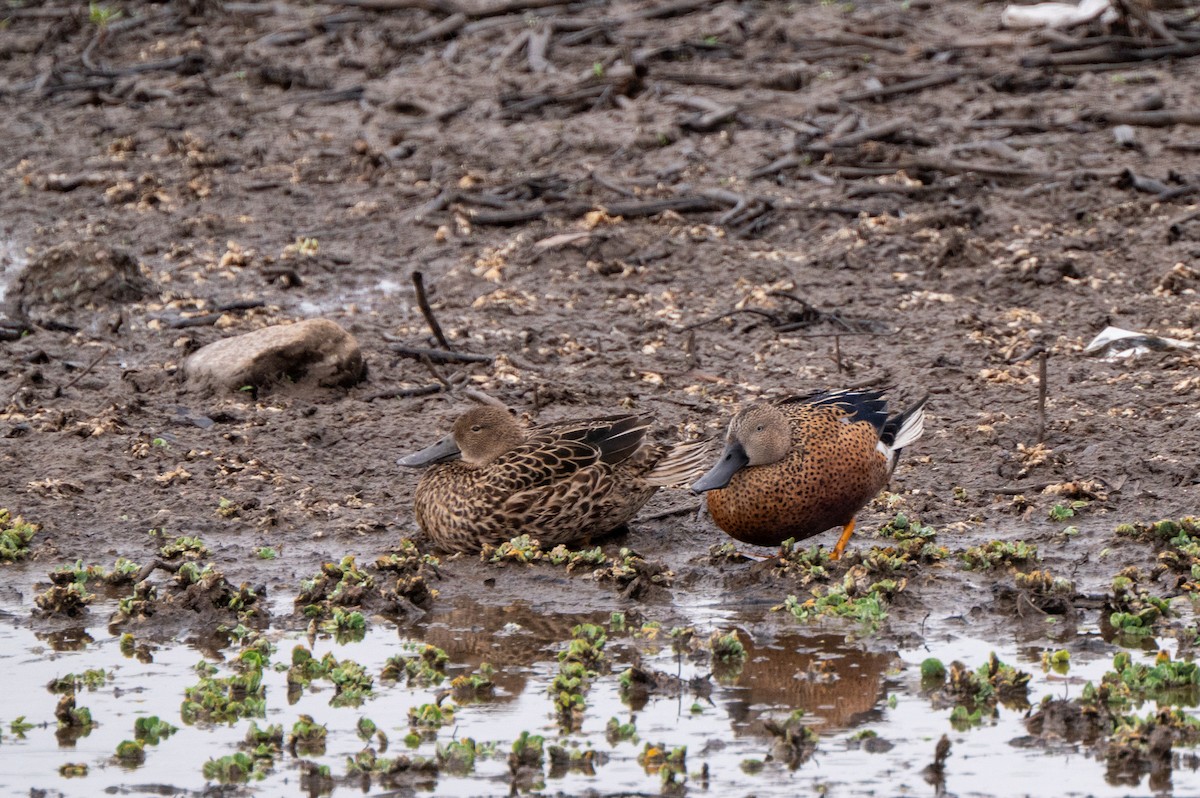Red Shoveler - ML634415992