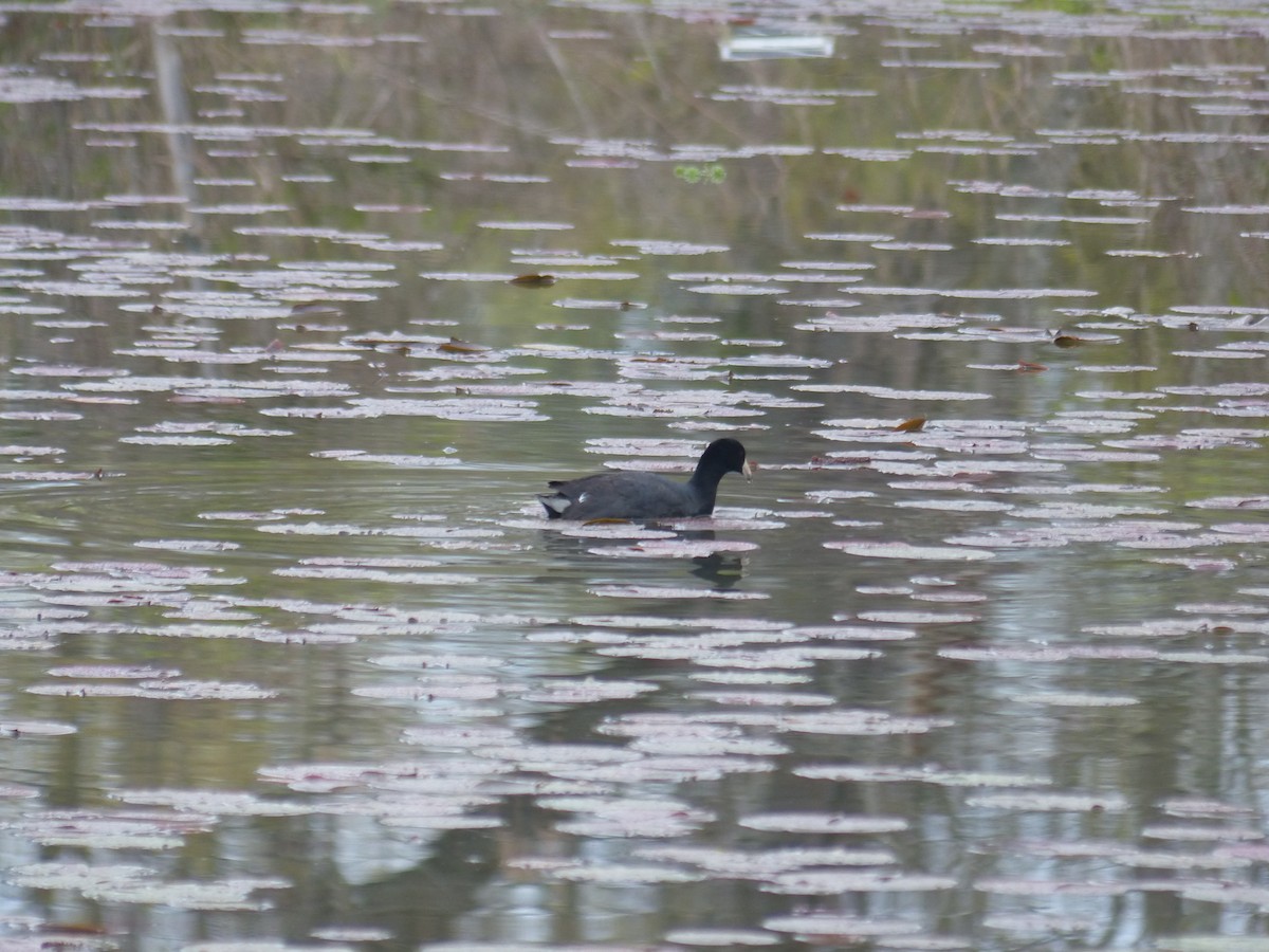 American Coot - ML634416007