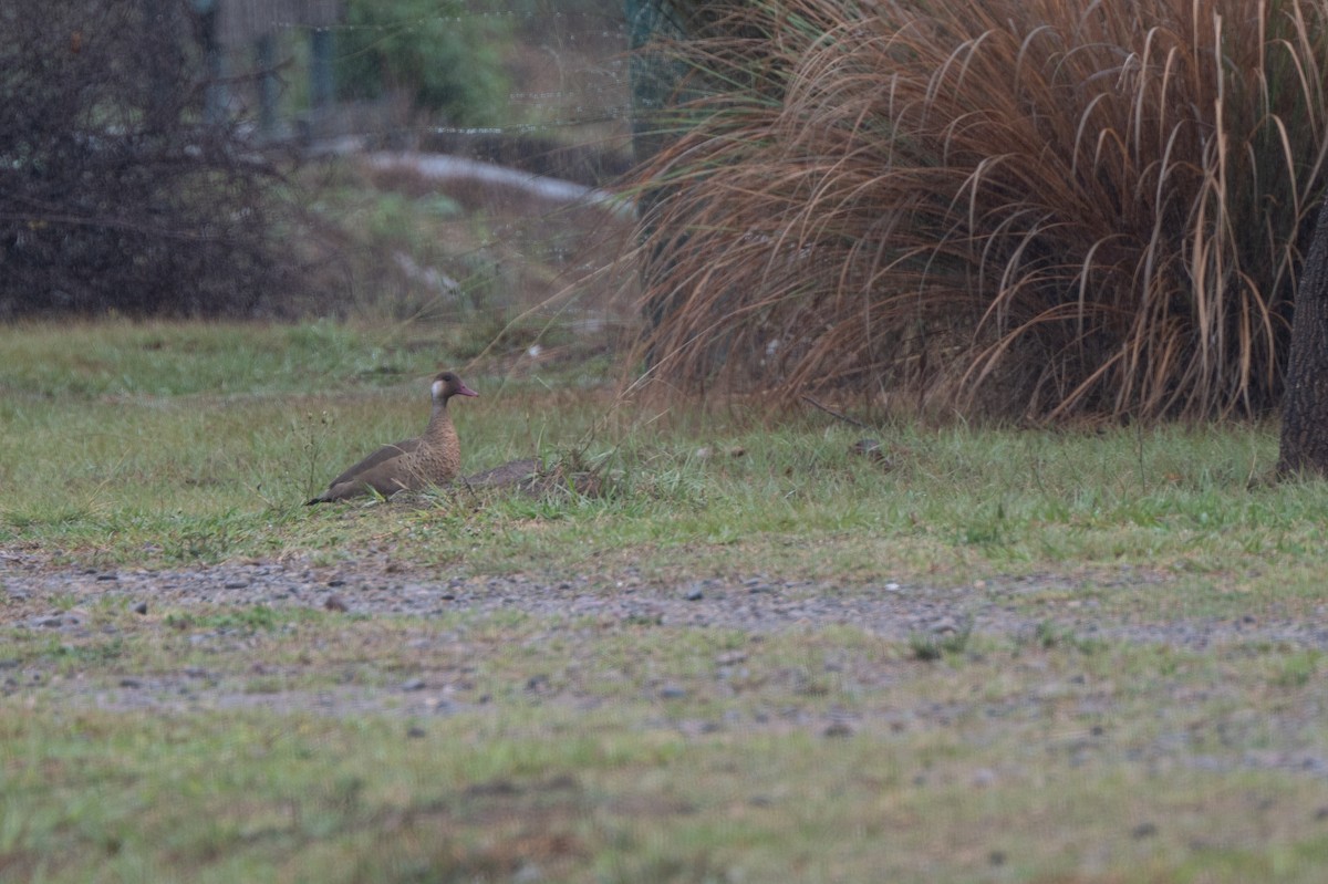 Brazilian Teal - ML634416068