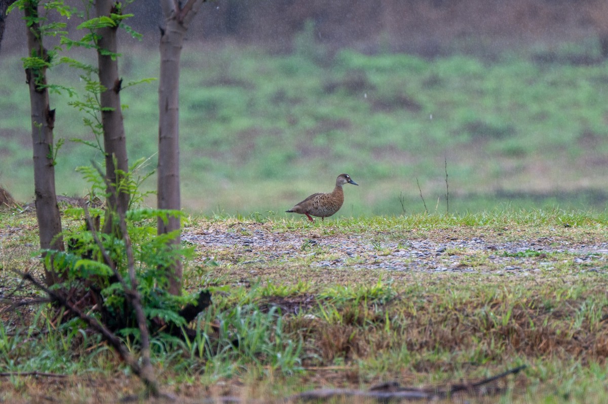 Brazilian Teal - ML634416069