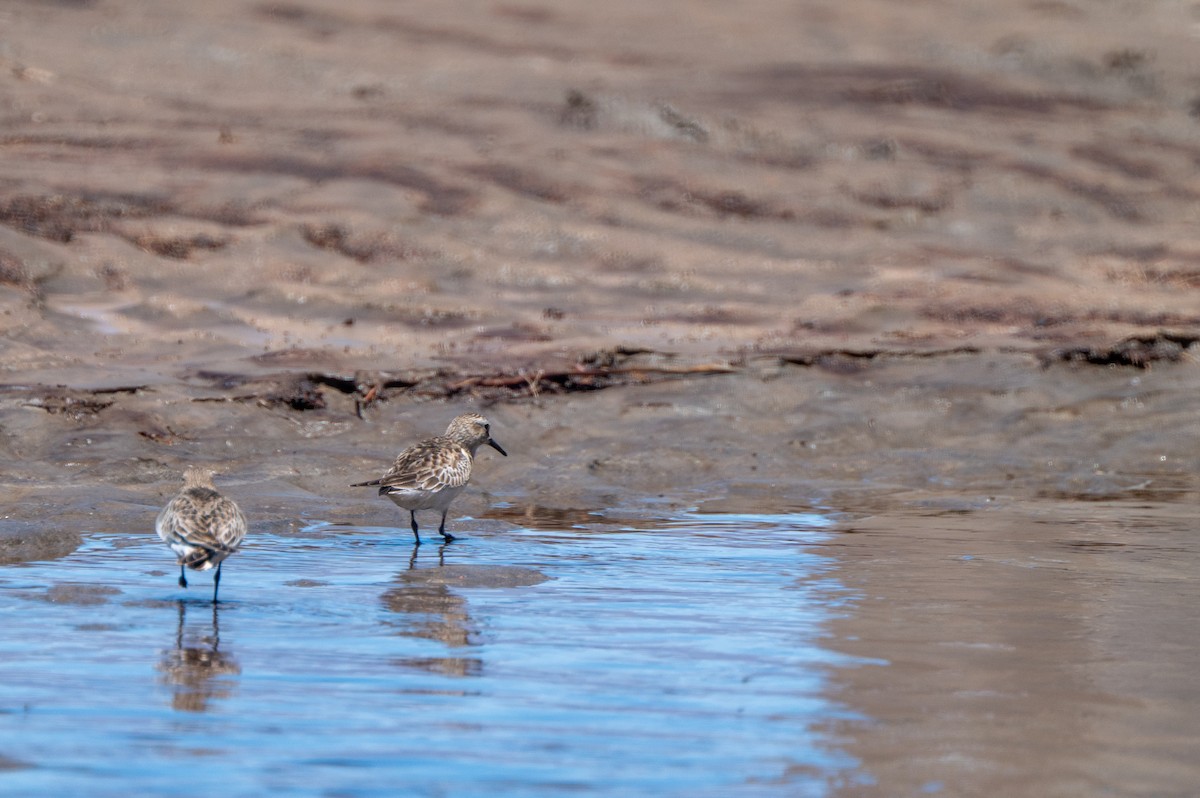 Baird's Sandpiper - ML634416223