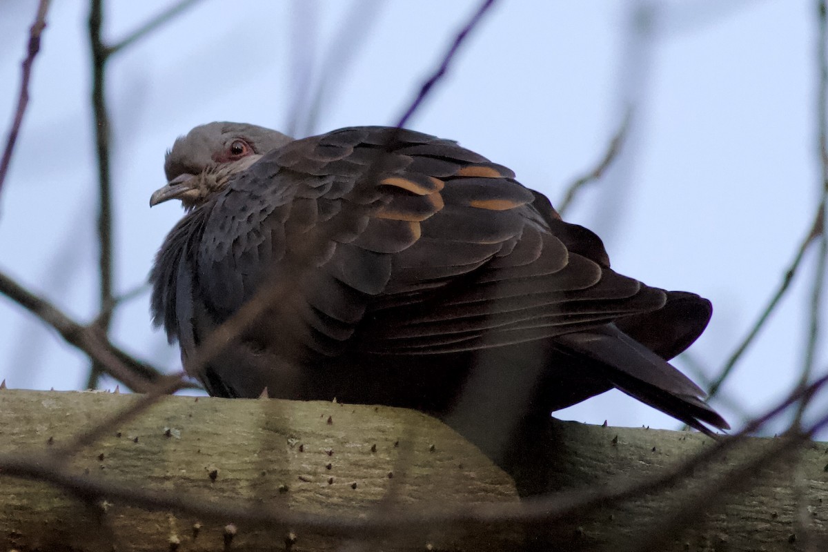 Dusky Turtle-Dove - ML634416264