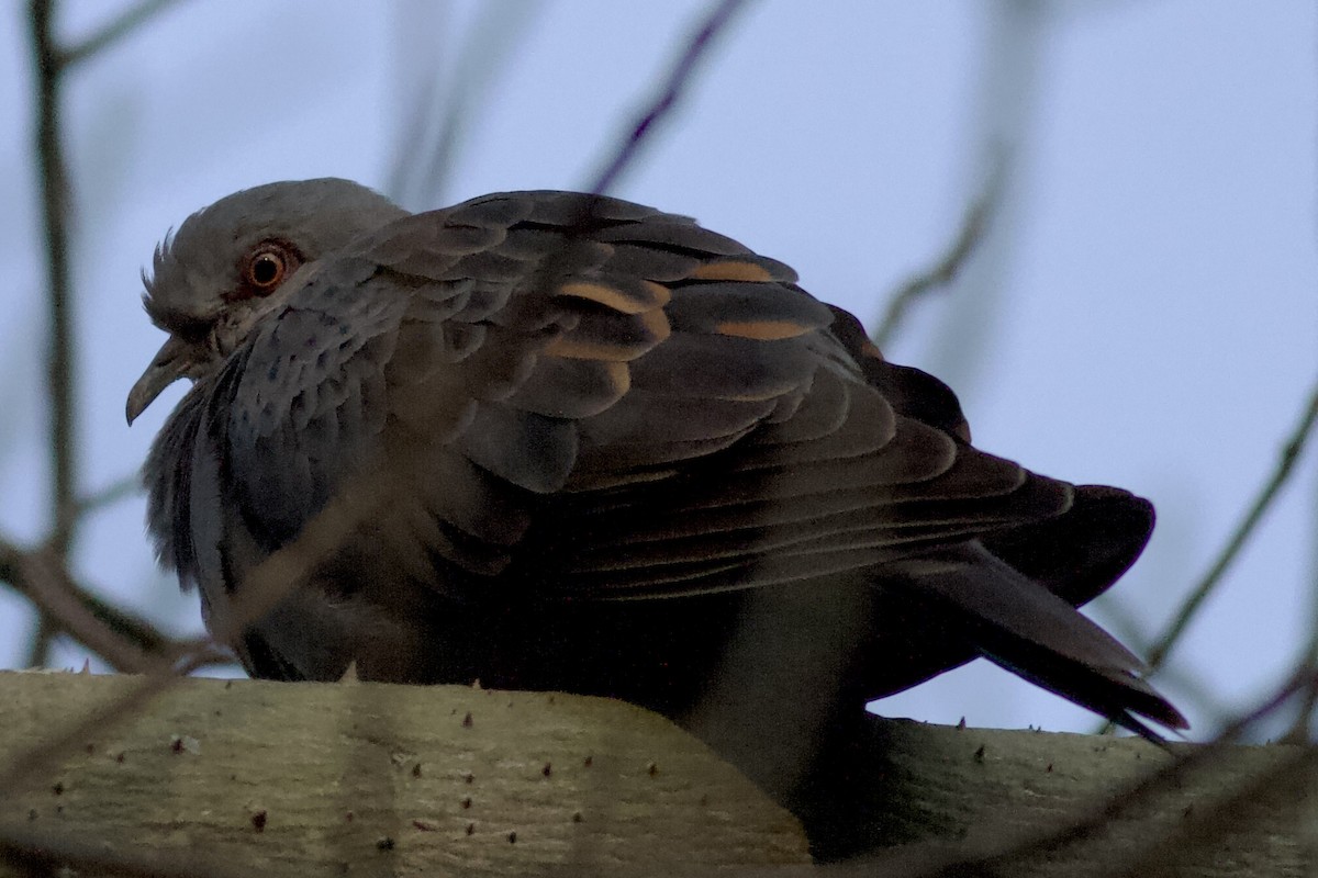 Dusky Turtle-Dove - ML634416269