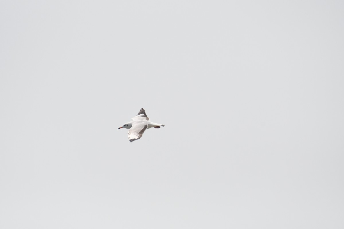 Brown-headed Gull - ML634416327