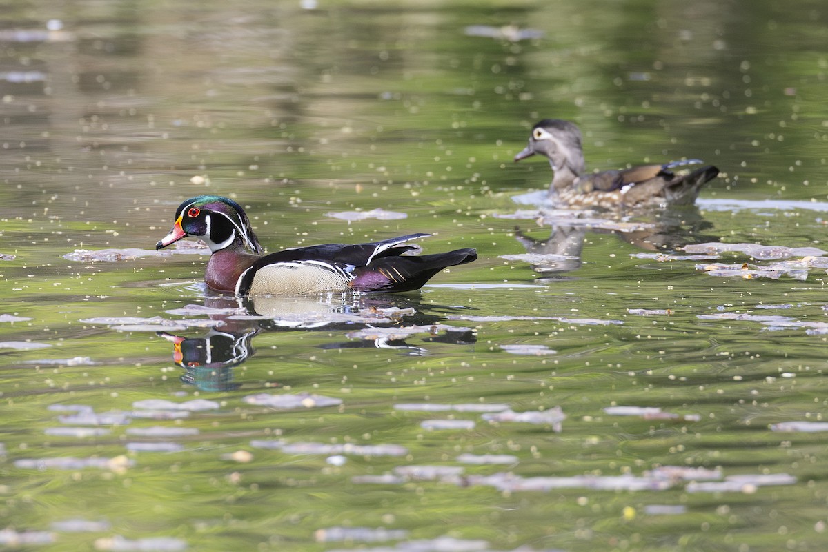 Wood Duck - ML634416339
