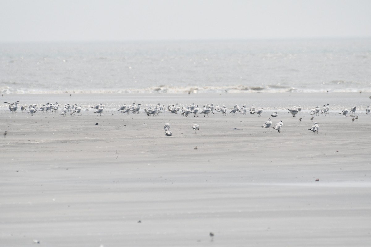 Brown-headed Gull - ML634416349