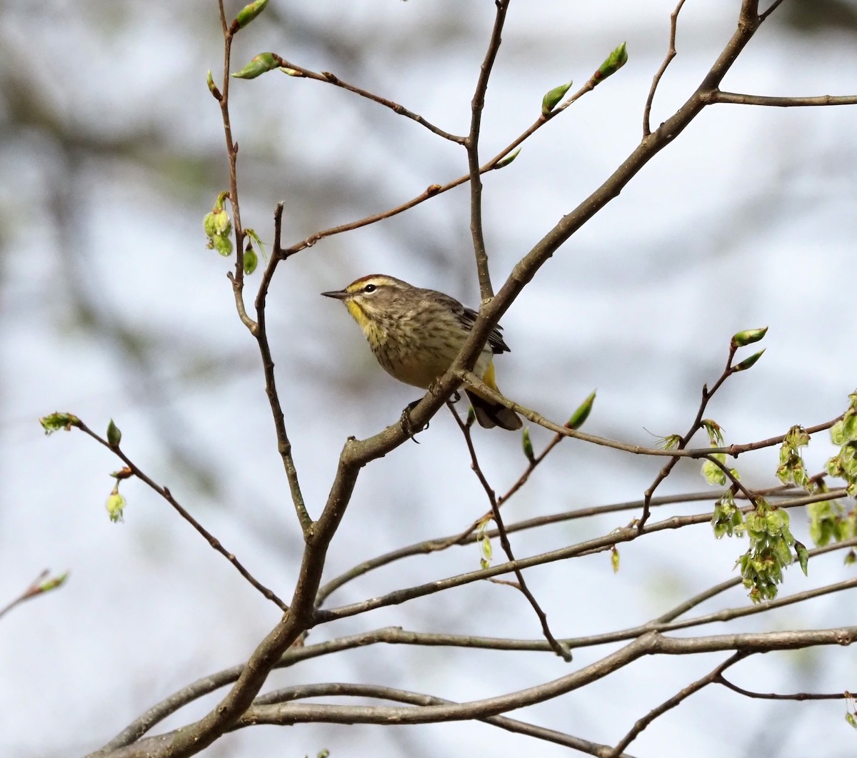 Palm Warbler - ML634416475