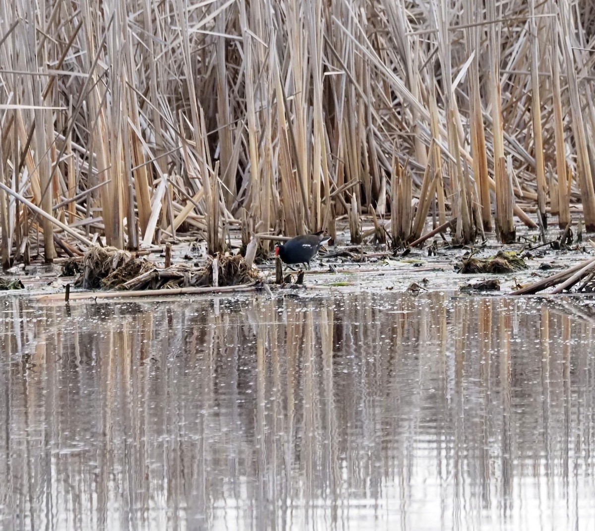 Common Gallinule - ML634416492