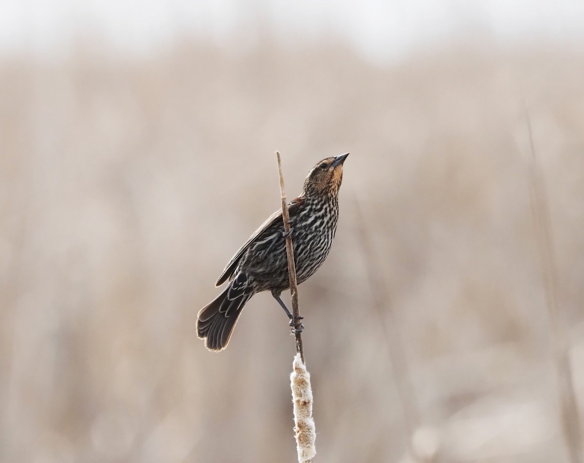 Red-winged Blackbird - ML634416511