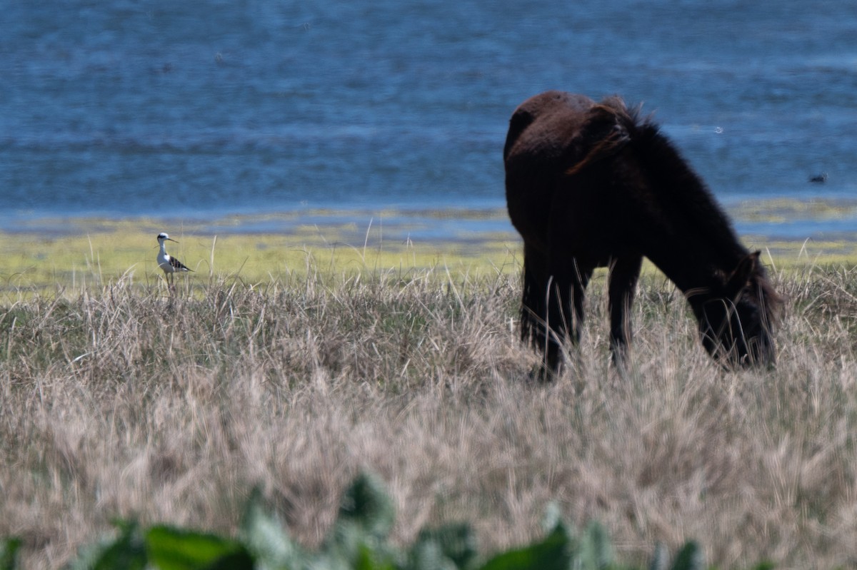 Black-necked Stilt - ML634416553