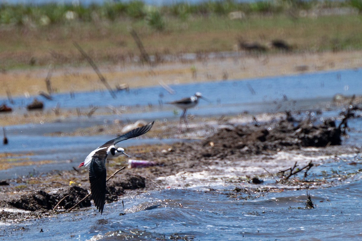 Black-necked Stilt - ML634416583