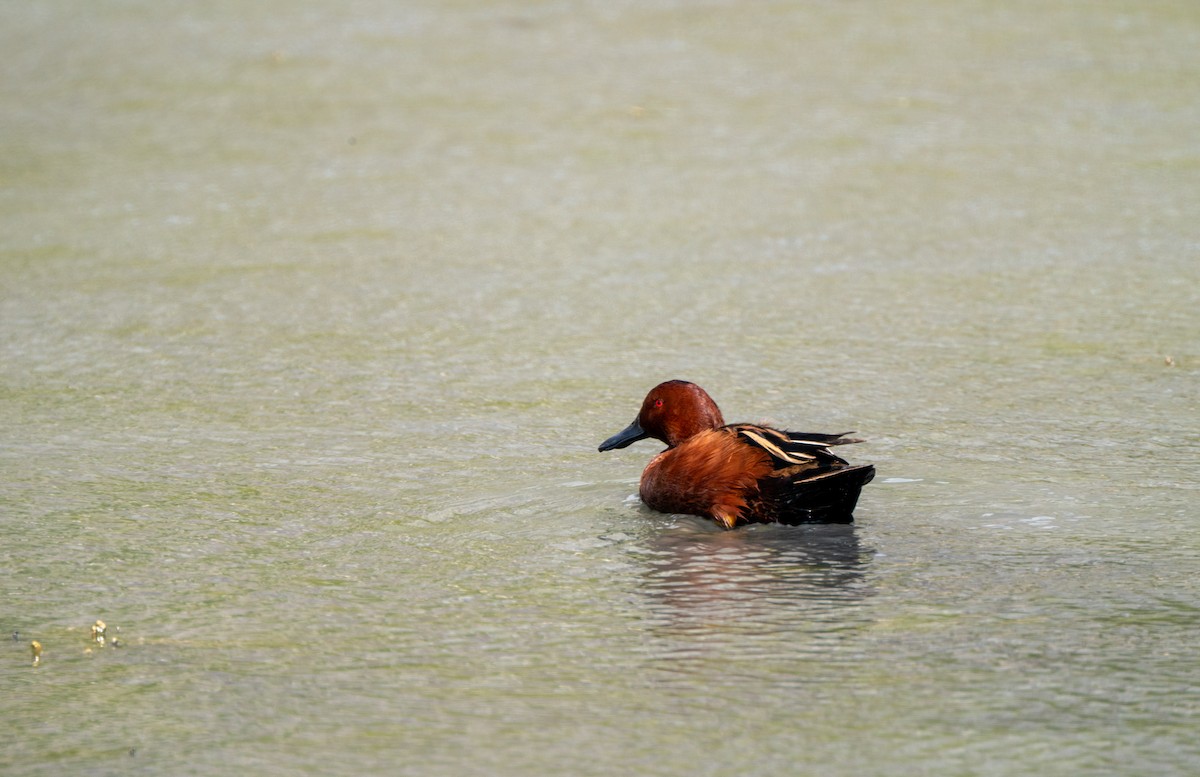Cinnamon Teal - ML634416683