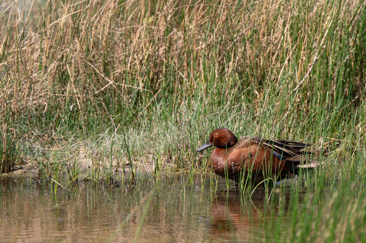 Cinnamon Teal - ML634416684