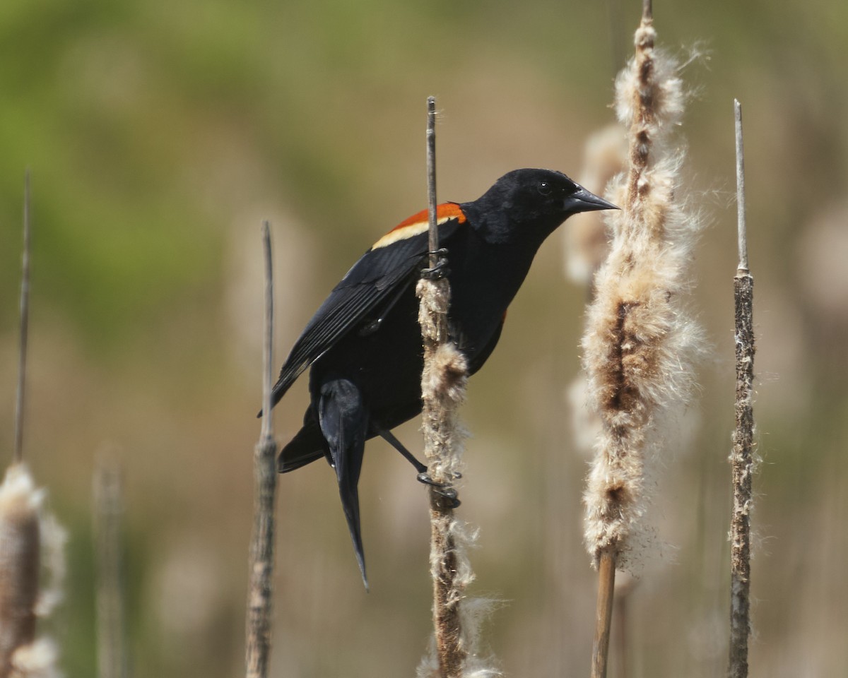 Red-winged Blackbird - ML634416720