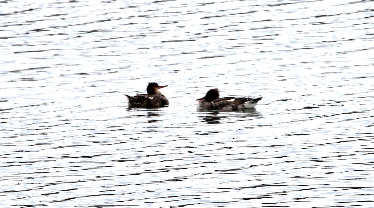 Red-breasted Merganser - ML634416747