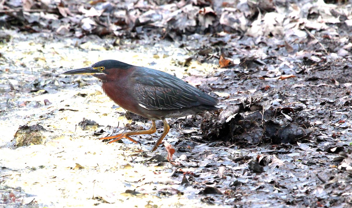 Green Heron - ML634416767