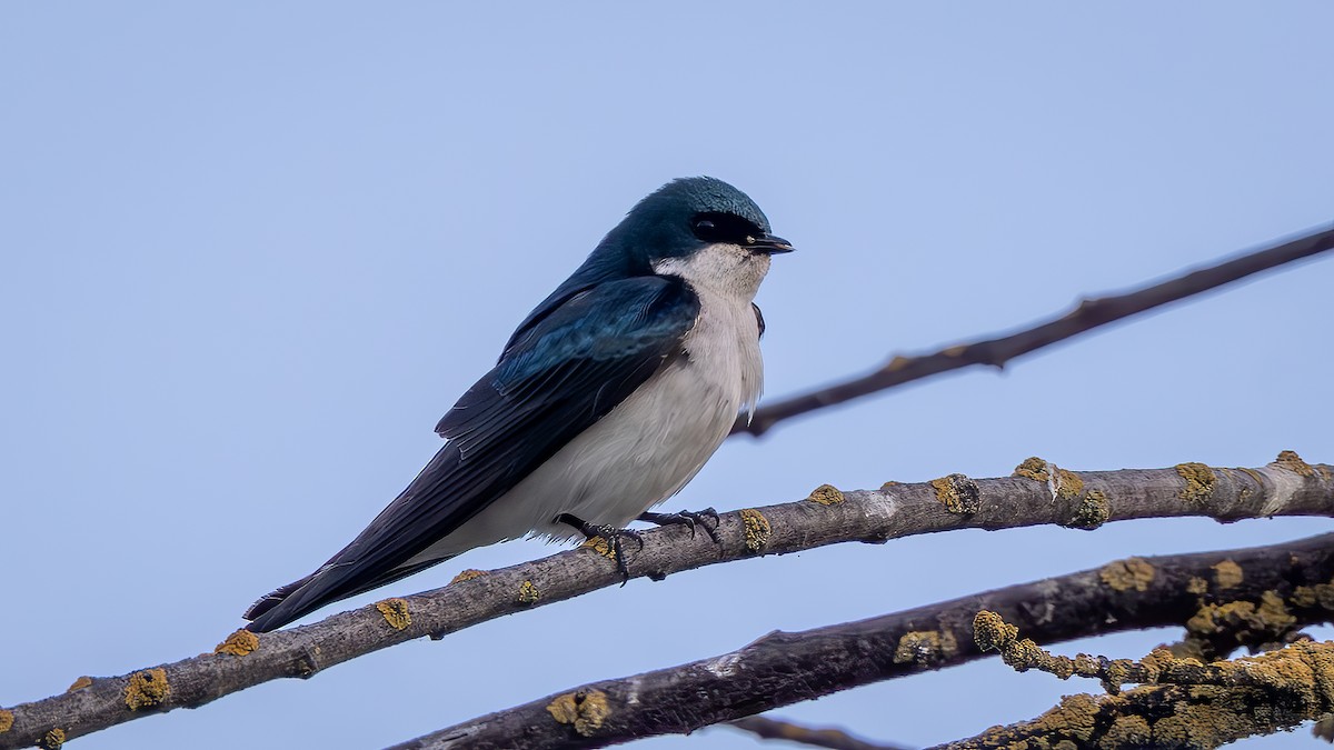 Golondrina Bicolor - ML634416775