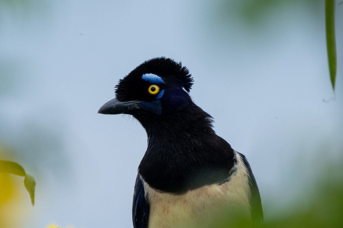 Plush-crested Jay - ML634416831