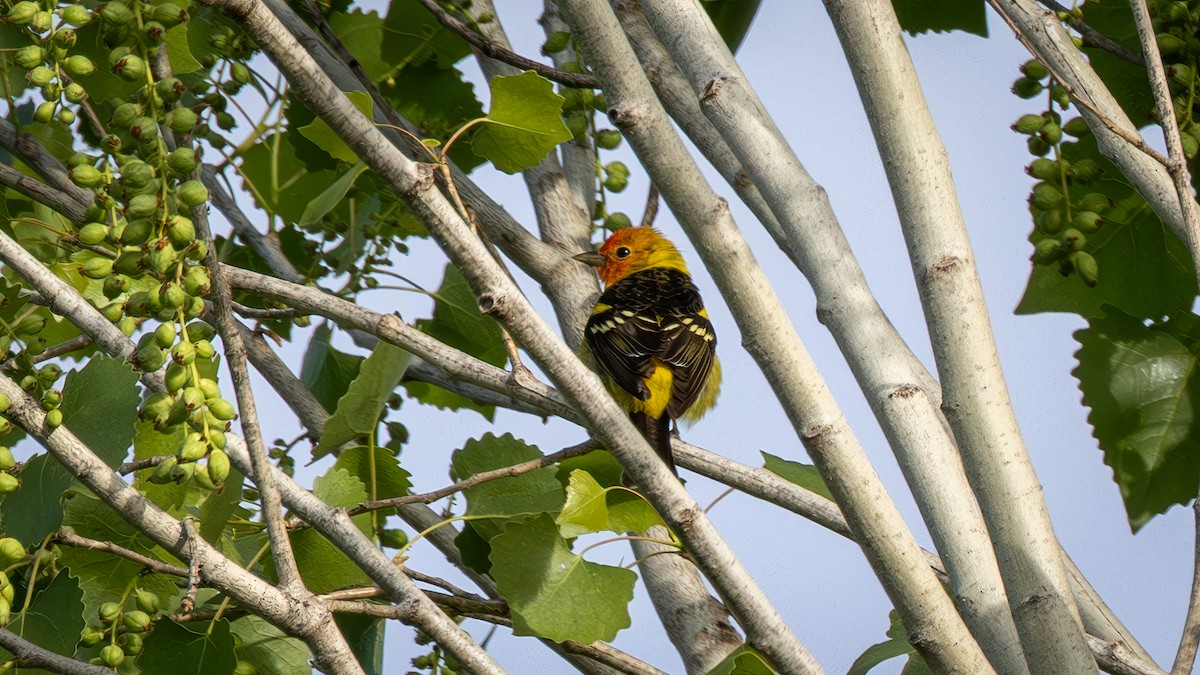 Piranga Carirroja - ML634416862