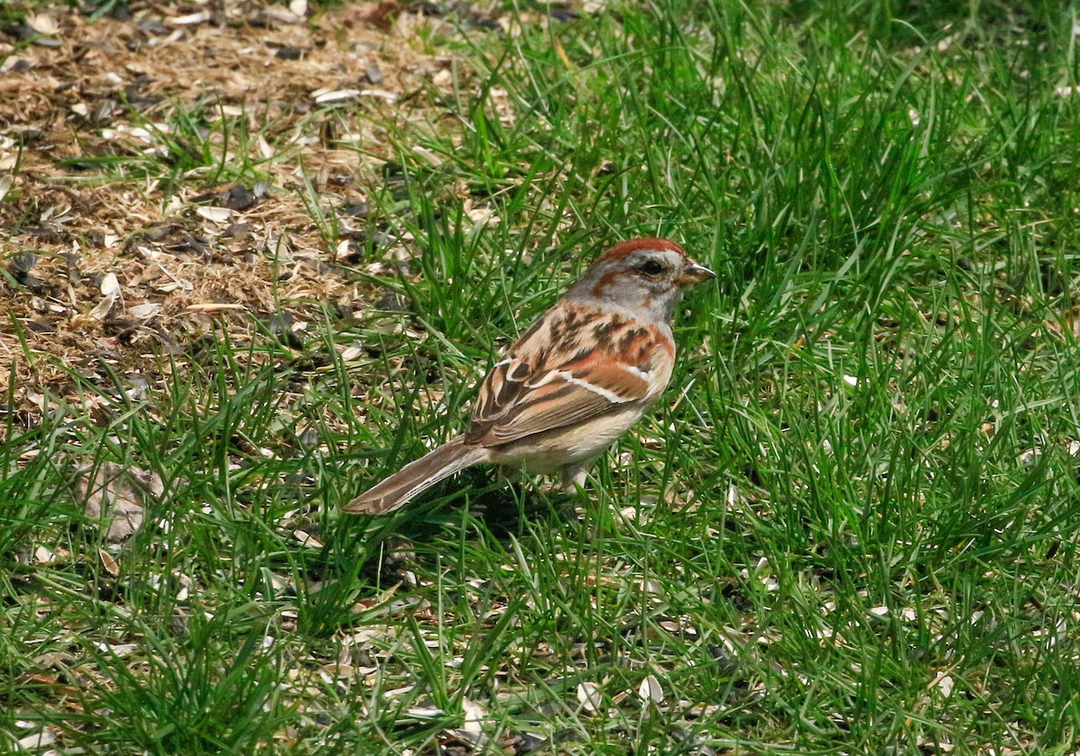 American Tree Sparrow - ML634417047