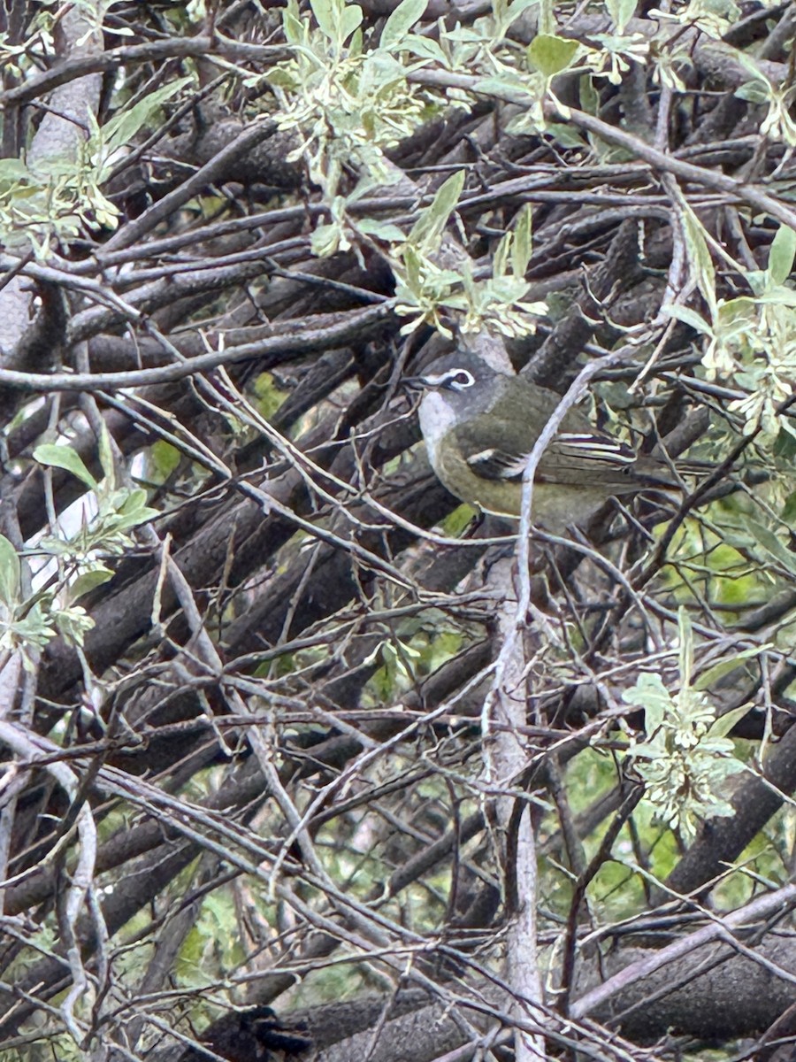 Blue-headed Vireo - ML634417154