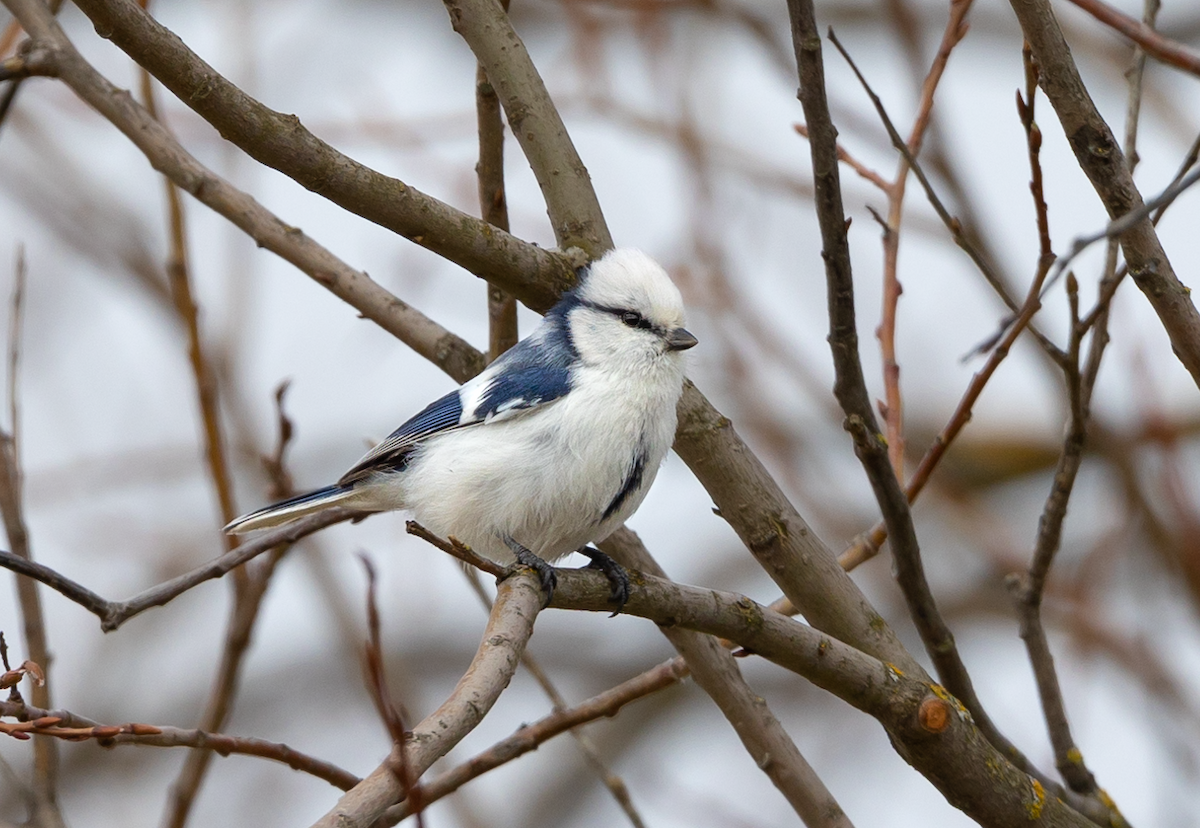 Белая лазоревка - ML634417181