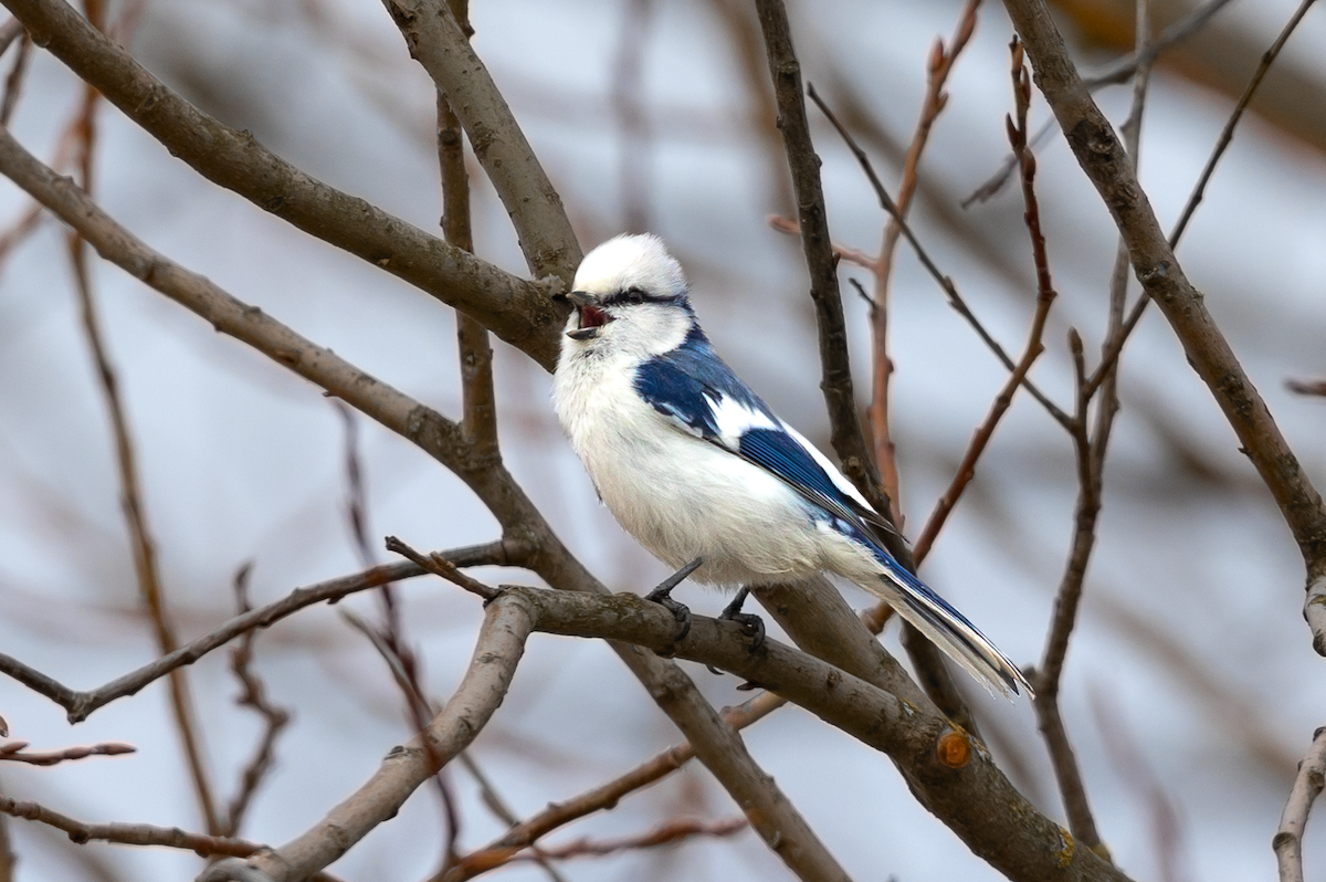 Белая лазоревка - ML634417184