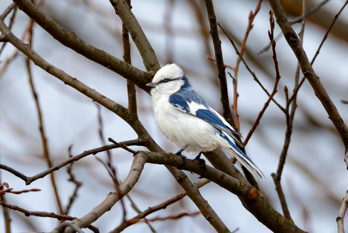 Белая лазоревка - ML634417185