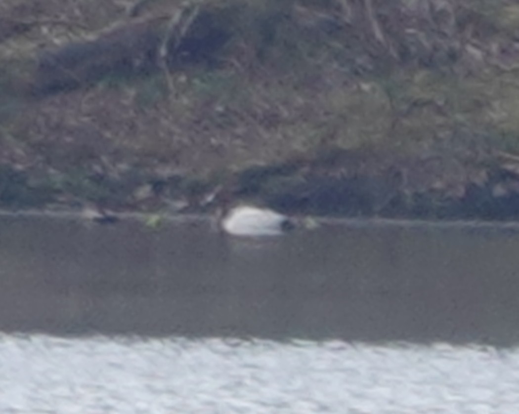 Canvasback - ML634417186
