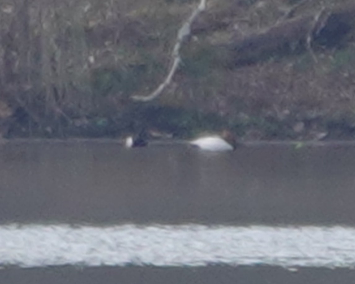 Canvasback - ML634417187
