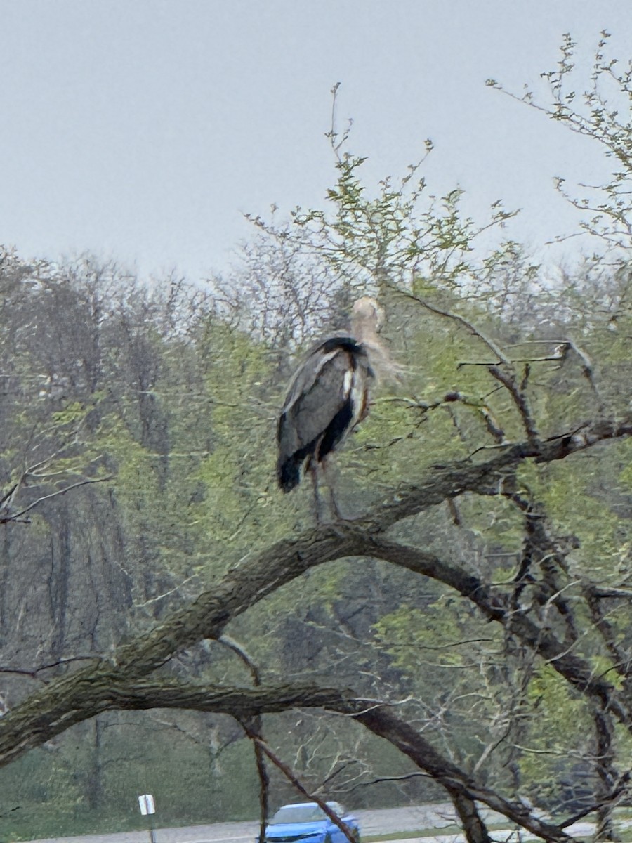 Great Blue Heron - ML634417243