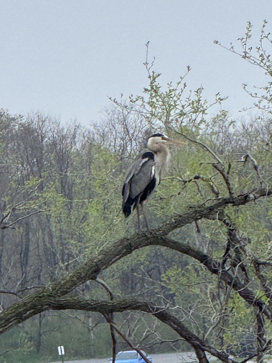 Great Blue Heron - ML634417244