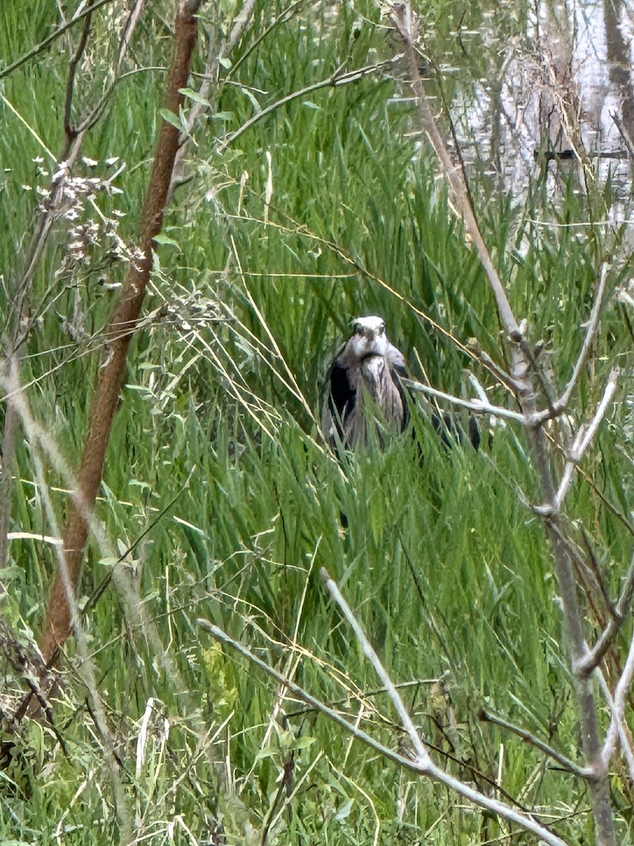 Great Blue Heron - ML634417245