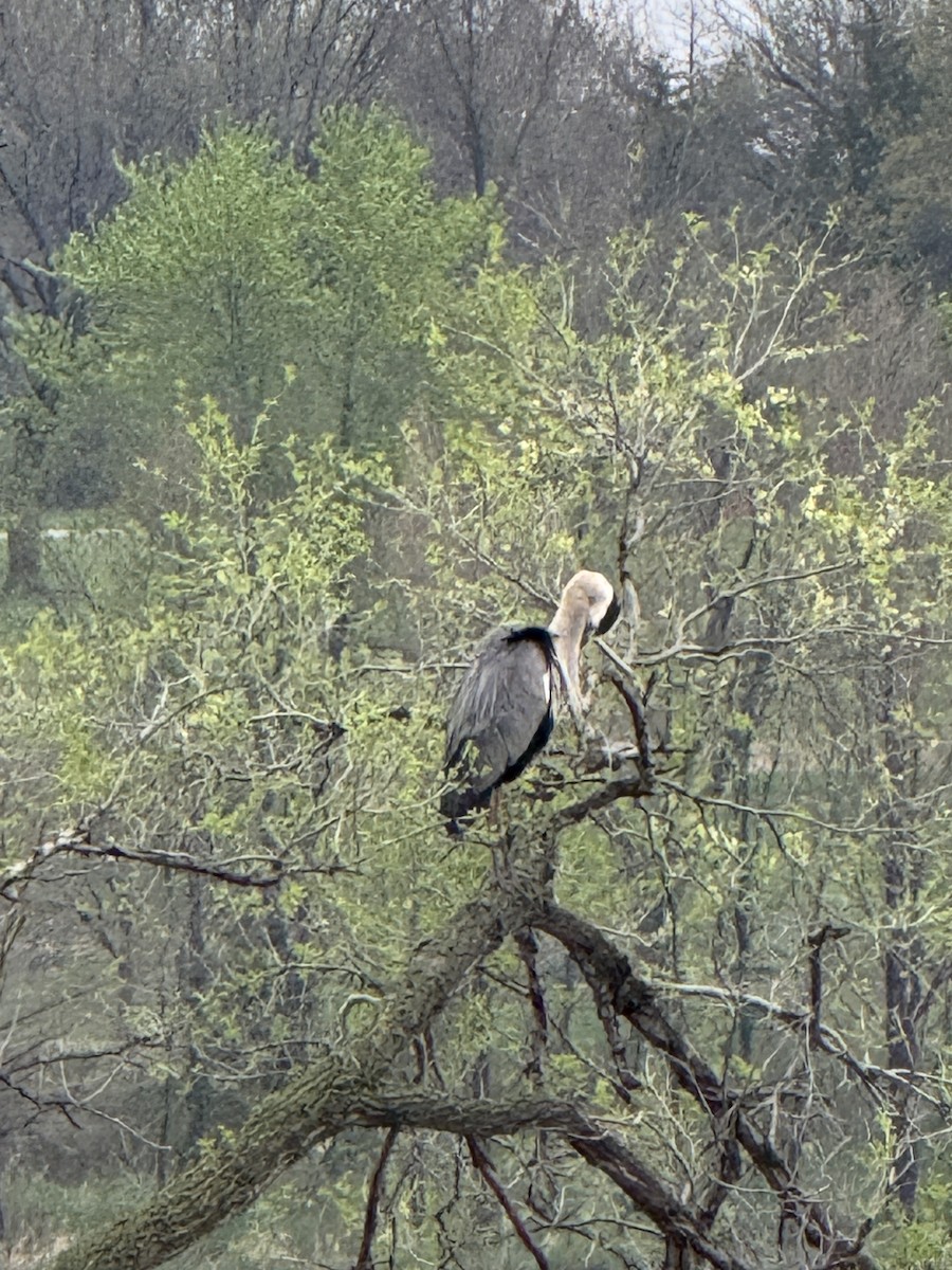 Great Blue Heron - ML634417246