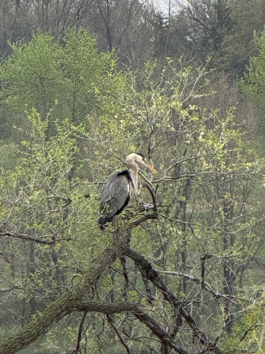 Great Blue Heron - ML634417247