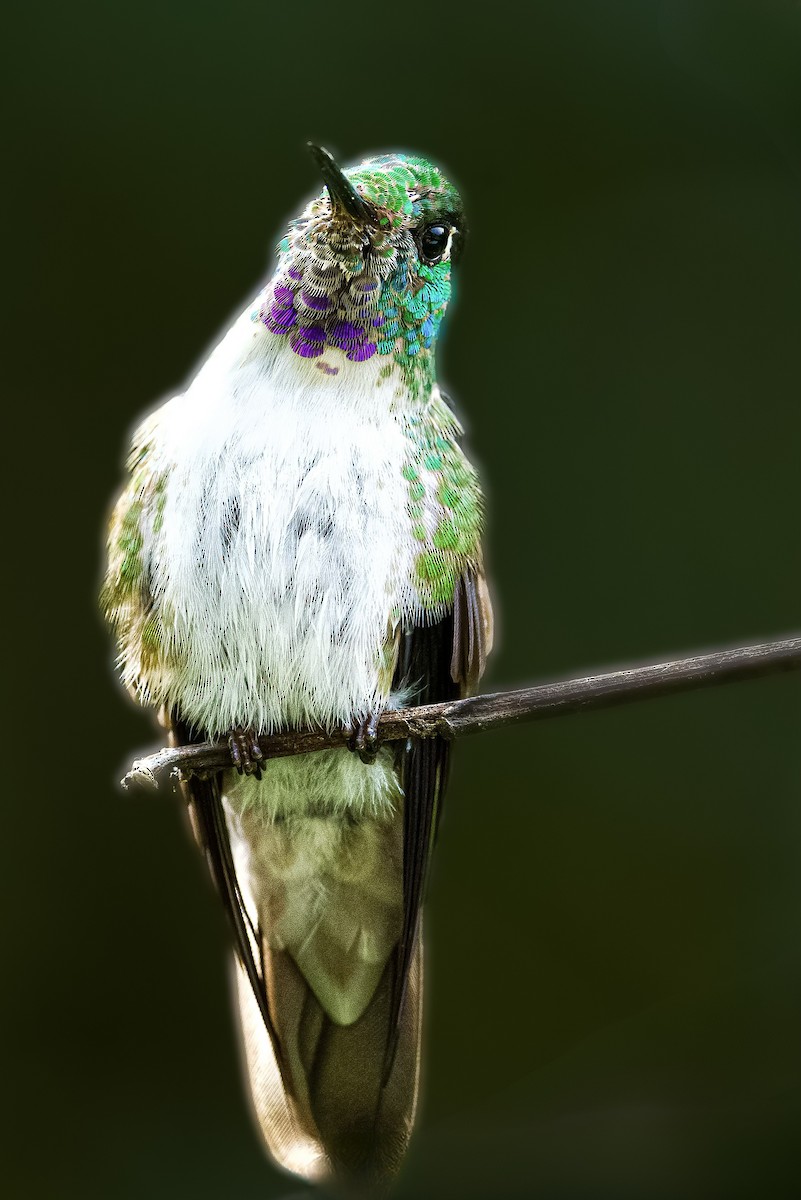 White-bellied Mountain-gem - ML634417251