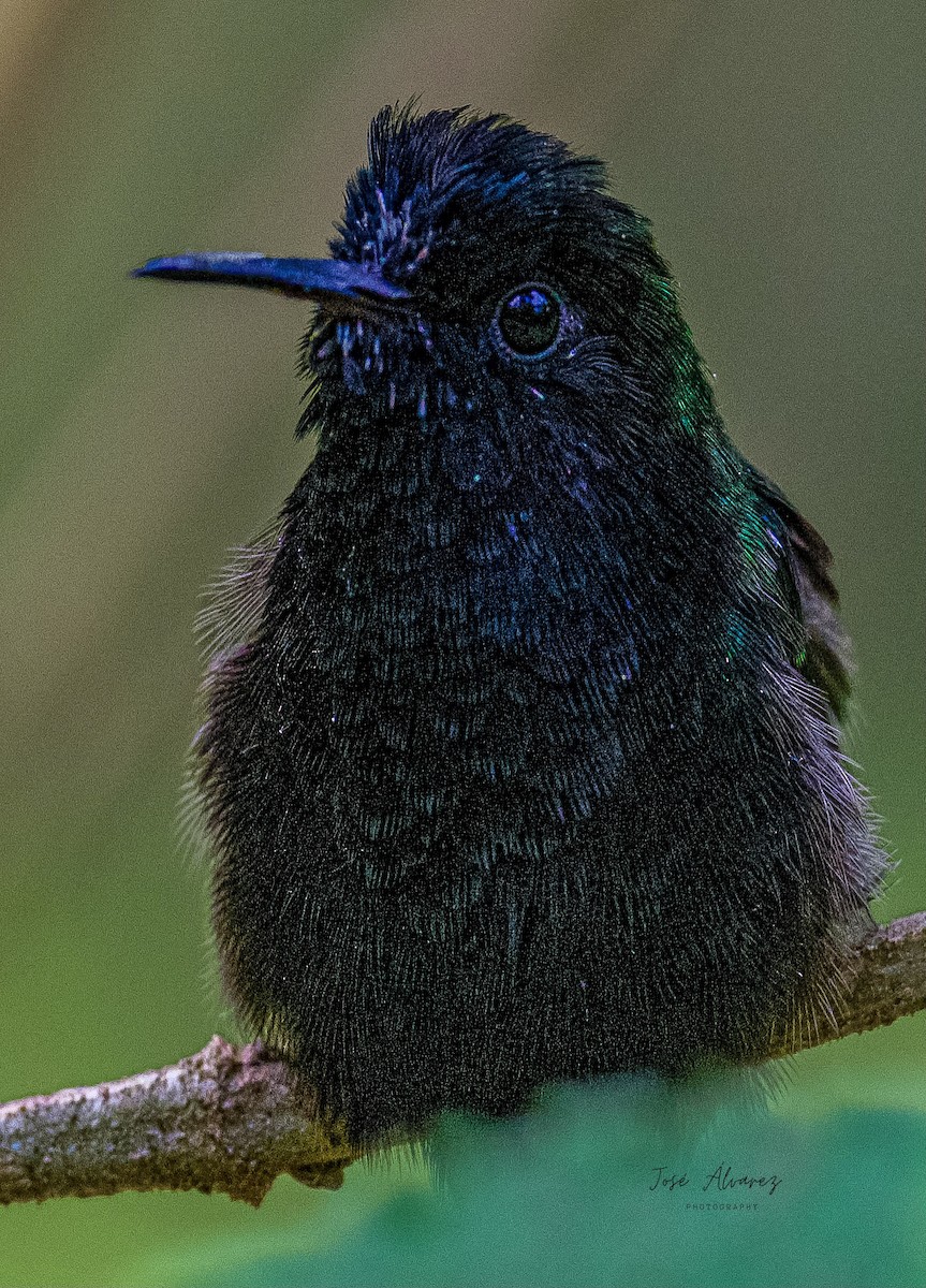 Black-bellied Hummingbird - ML634417266