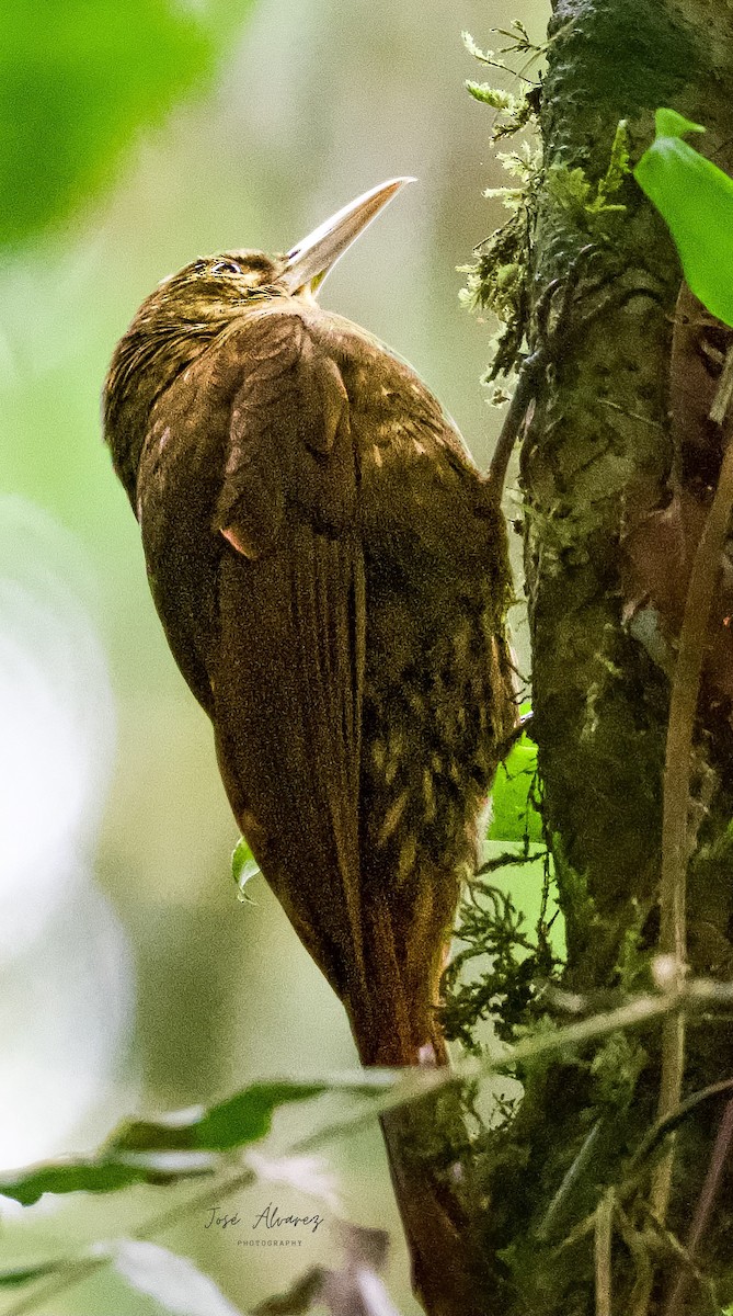 Spotted Woodcreeper - ML634417292