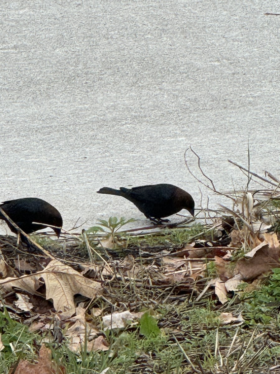 Brown-headed Cowbird - ML634417294