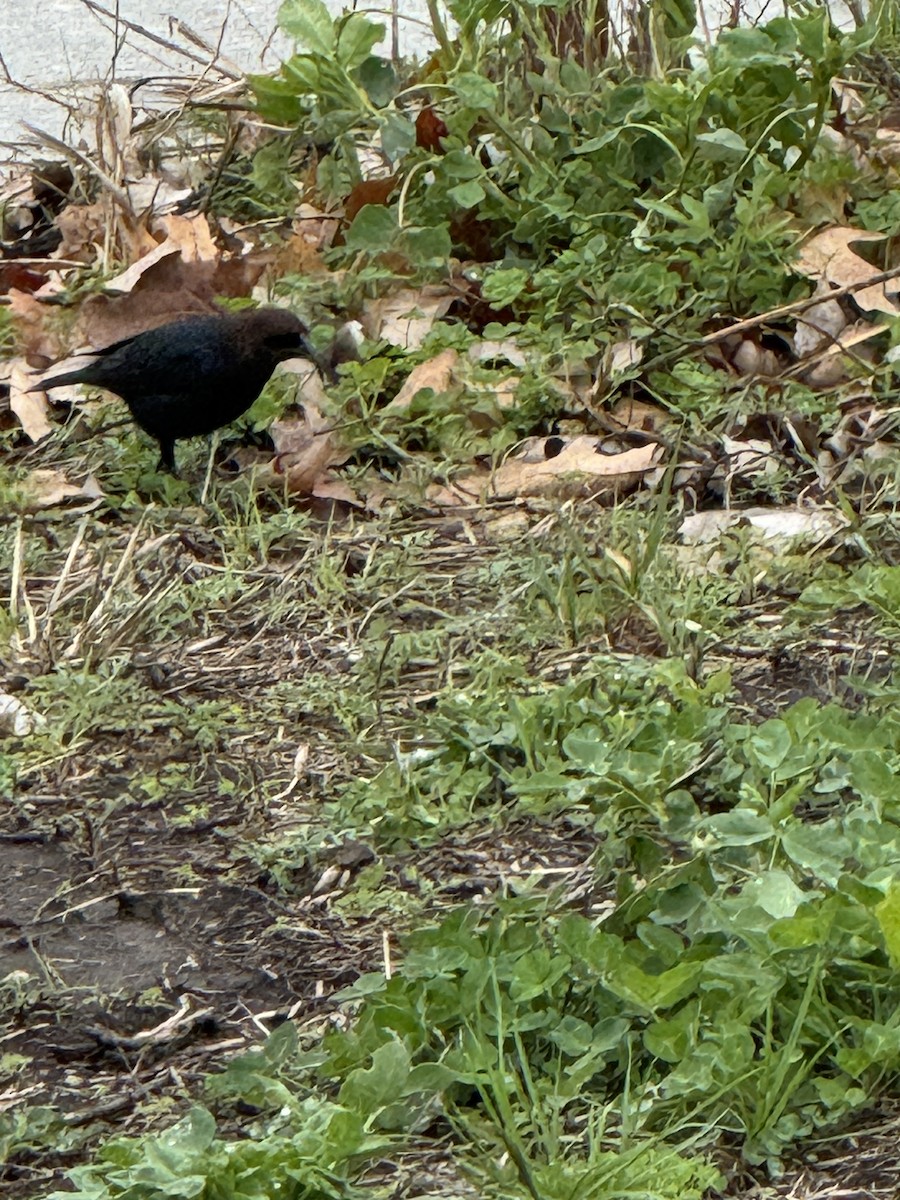 Brown-headed Cowbird - ML634417295